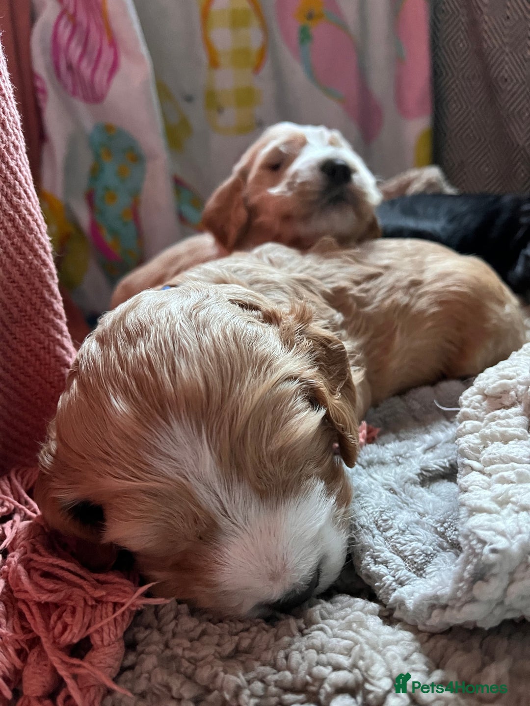 Cockapoo dogs for sale: Cocker spaniel/Cockapoo Pups - Advert 9