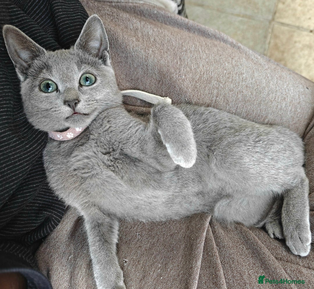 Russian Blue cats for sale: Pedigree Russian blue kittens NORTH LONDON  - Advert 1