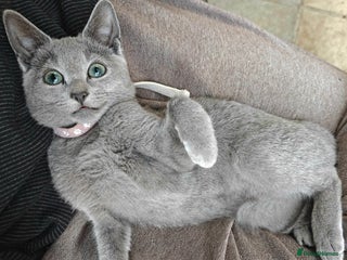 Russian Blue cats for sale: Pedigree Russian blue kittens NORTH LONDON - Advert 1