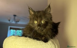Russian Blue cats for sale: Crossed Russian Blue Girl Kitten - Image 7