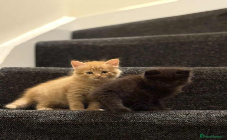 Mixed Breed cats - Advert 1
