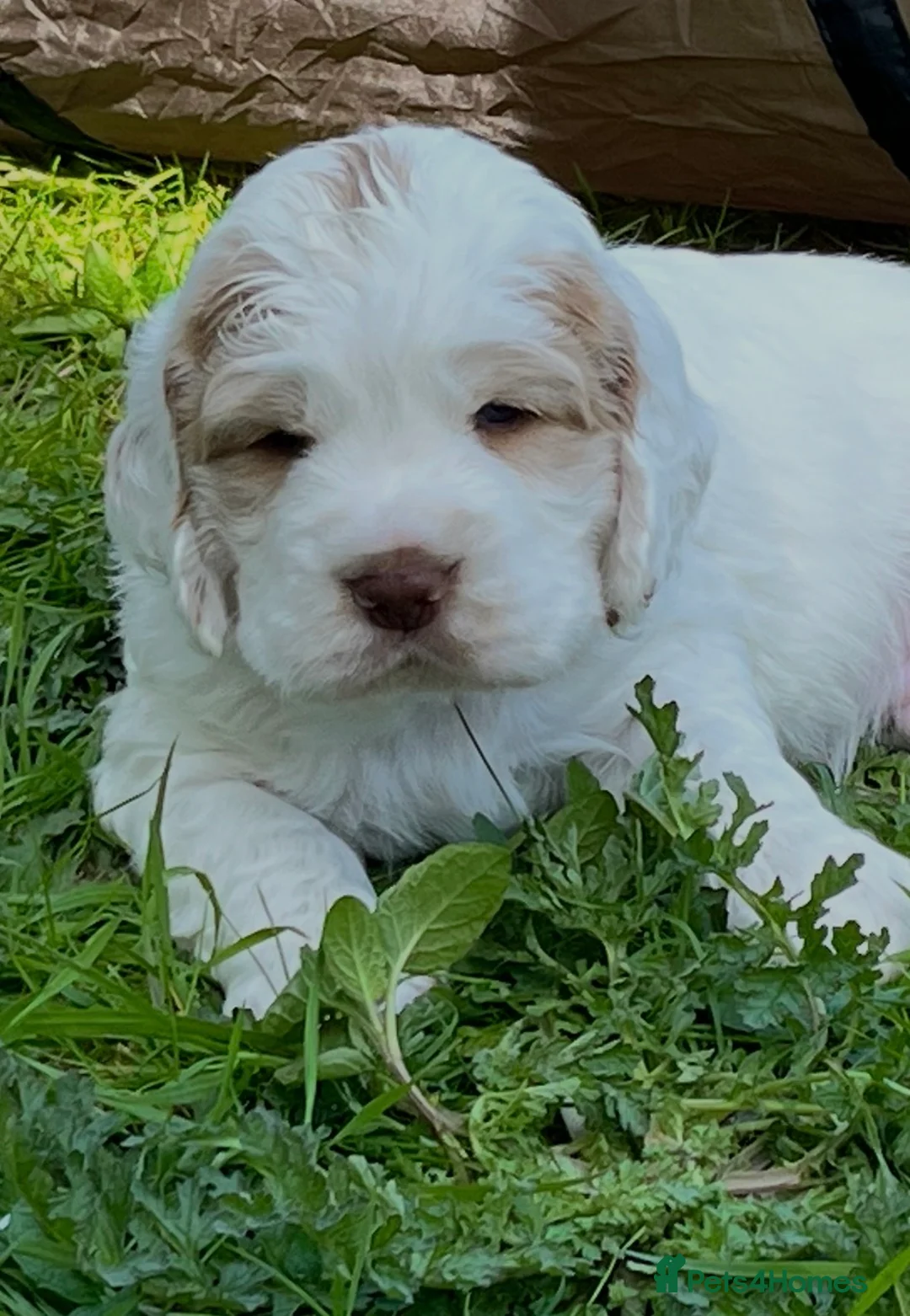 Clumber Spaniel dogs for sale: Dear little Clumber, female lemon and white - Advert 9