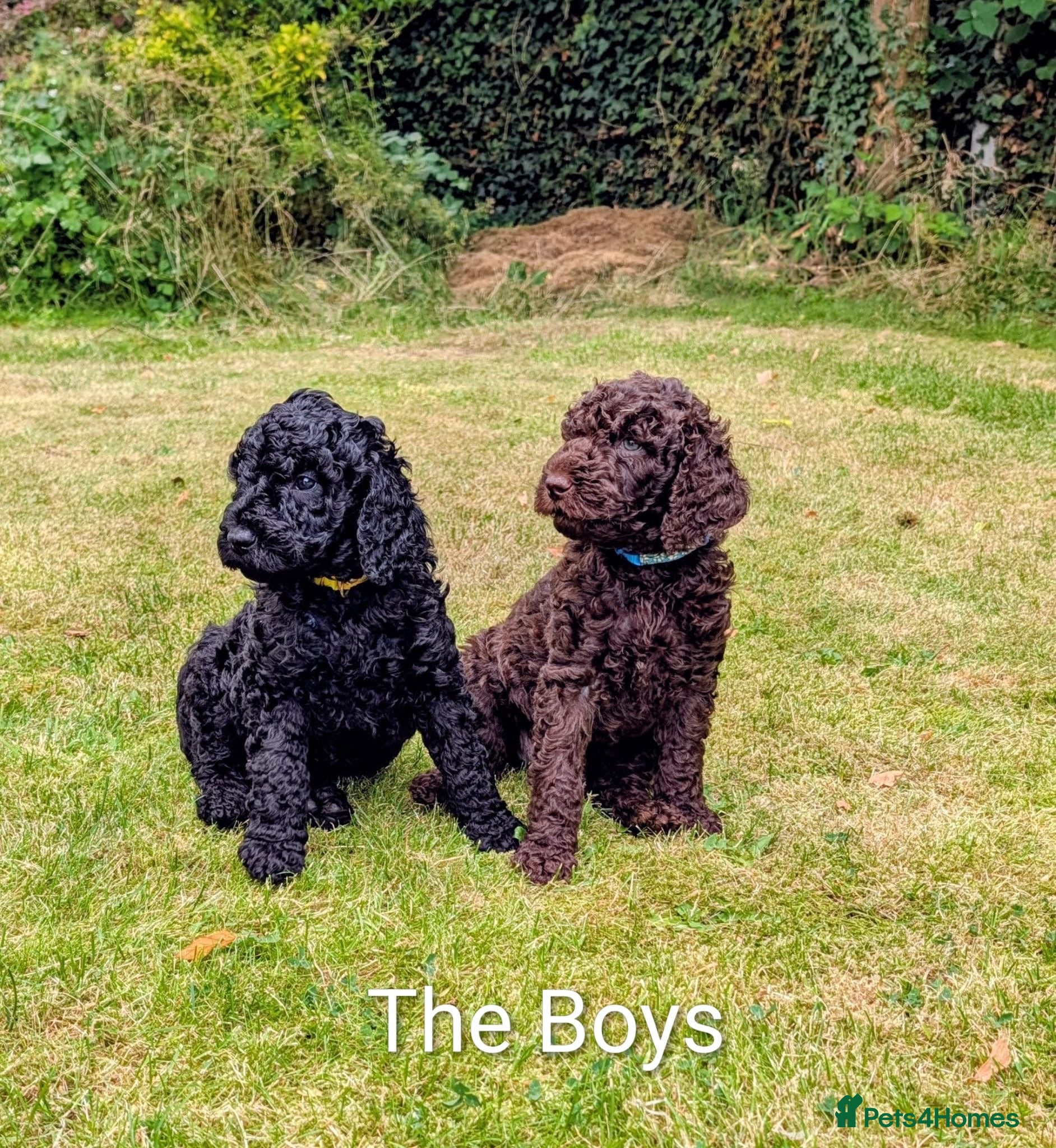 Standard Poodle dogs Exceptional RKC Registered Standard Poodle Puppies - Advert 2