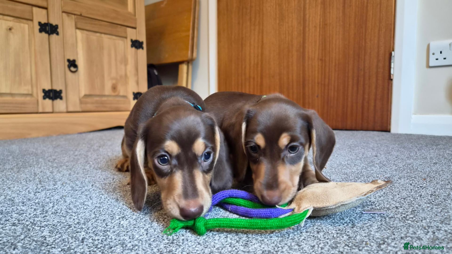 Miniature Dachshund dogs Male Mini Dachshunds  - Advert 1