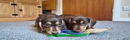 Miniature Dachshund dogs for sale: Male Mini Dachshunds  - Advert 1