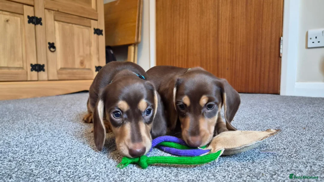 Miniature Dachshund dogs for sale: Male Mini Dachshunds  - Advert 1