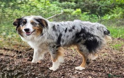 Australian Shepherd dogs for sale: our final Australian Shepherd litter for sale - Image 8