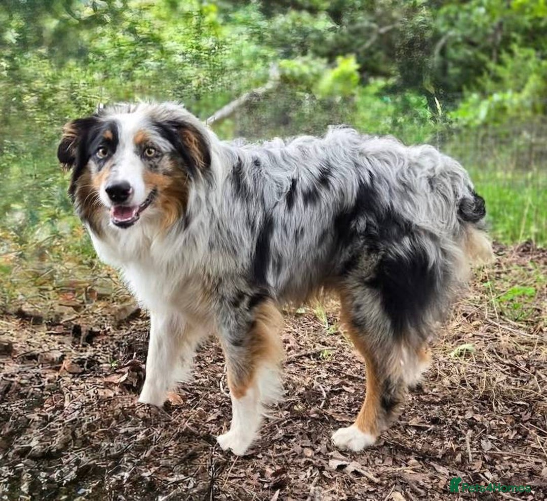 Australian Shepherd dogs for sale: our final Australian Shepherd litter for sale - Image 8