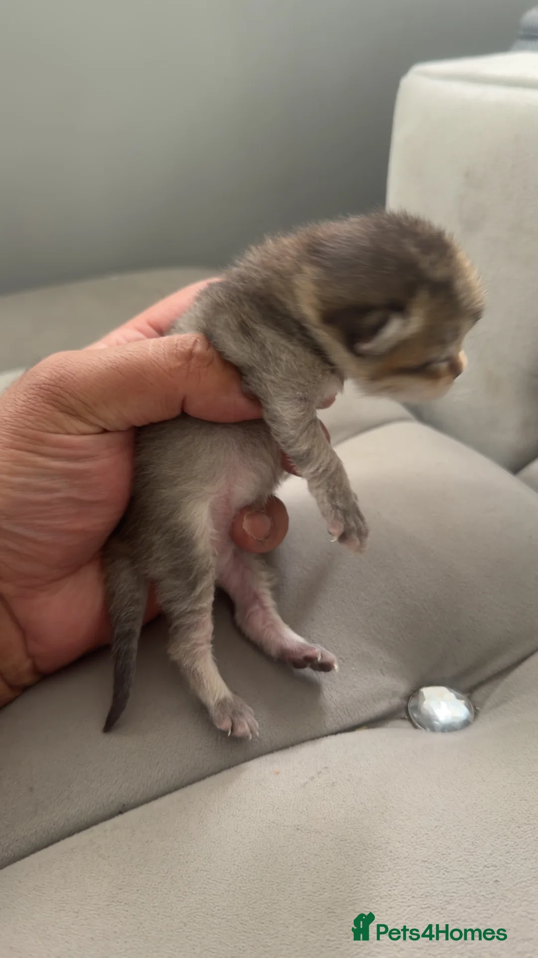 British Shorthair cats for sale: Rare black golden  - Advert 2