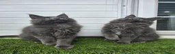 Maine Coon cats for sale: Beautiful gccf pet registered maine coon babies  - Advert 3