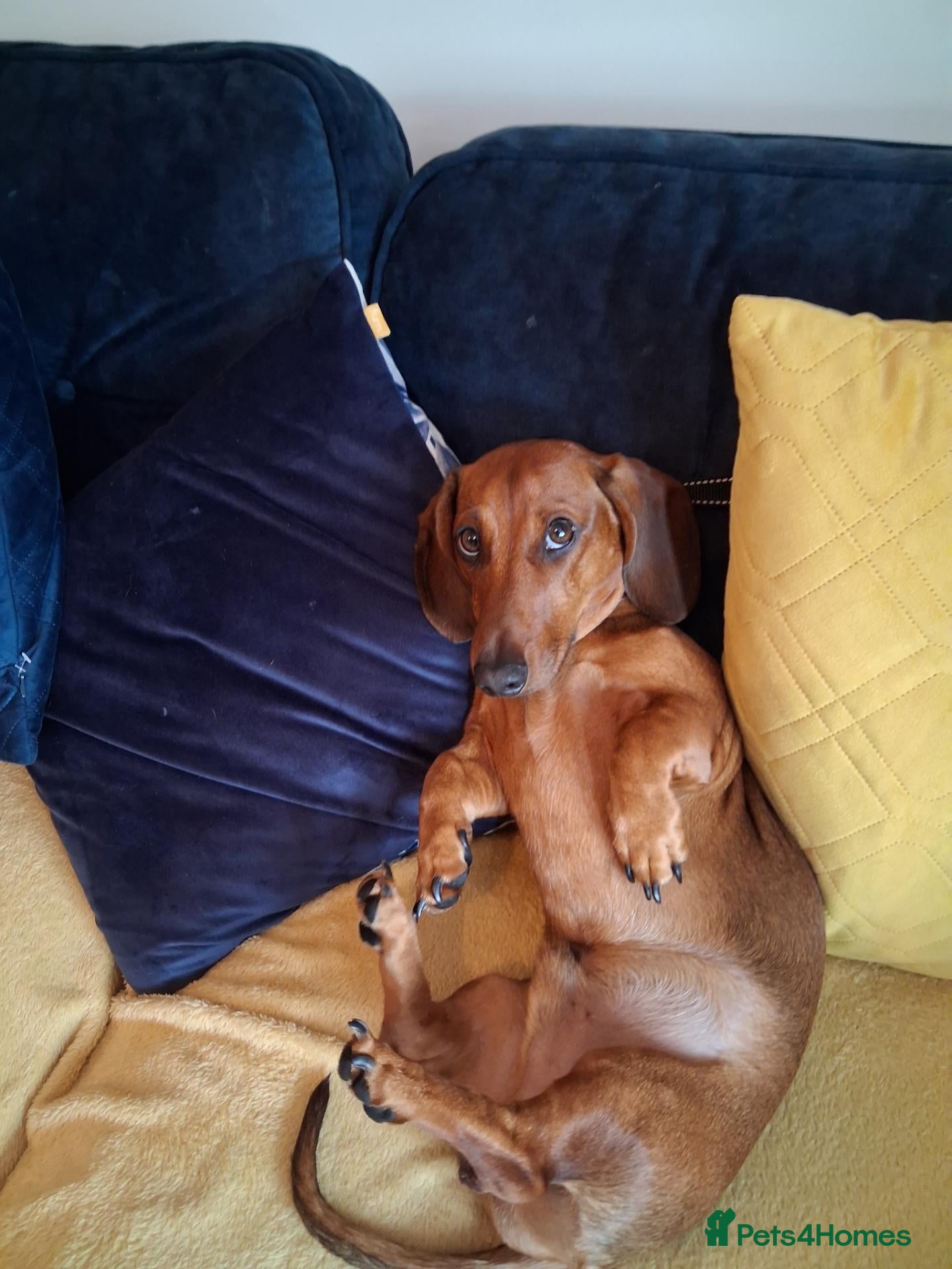 Dachshund dogs Mini dachshund  - Advert 7