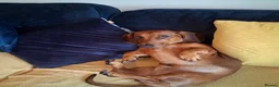 Dachshund dogs for sale: Mini dachshund  in Stockton-on-Tees - Advert 1