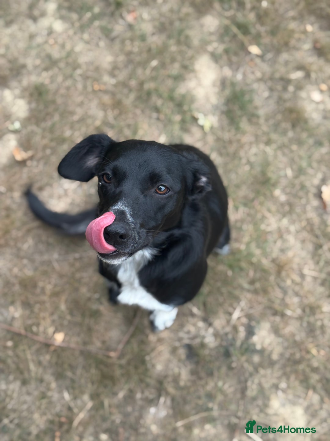 Mixed Breed dogs for sale: Collie x Cocker spaniel  - Advert 11