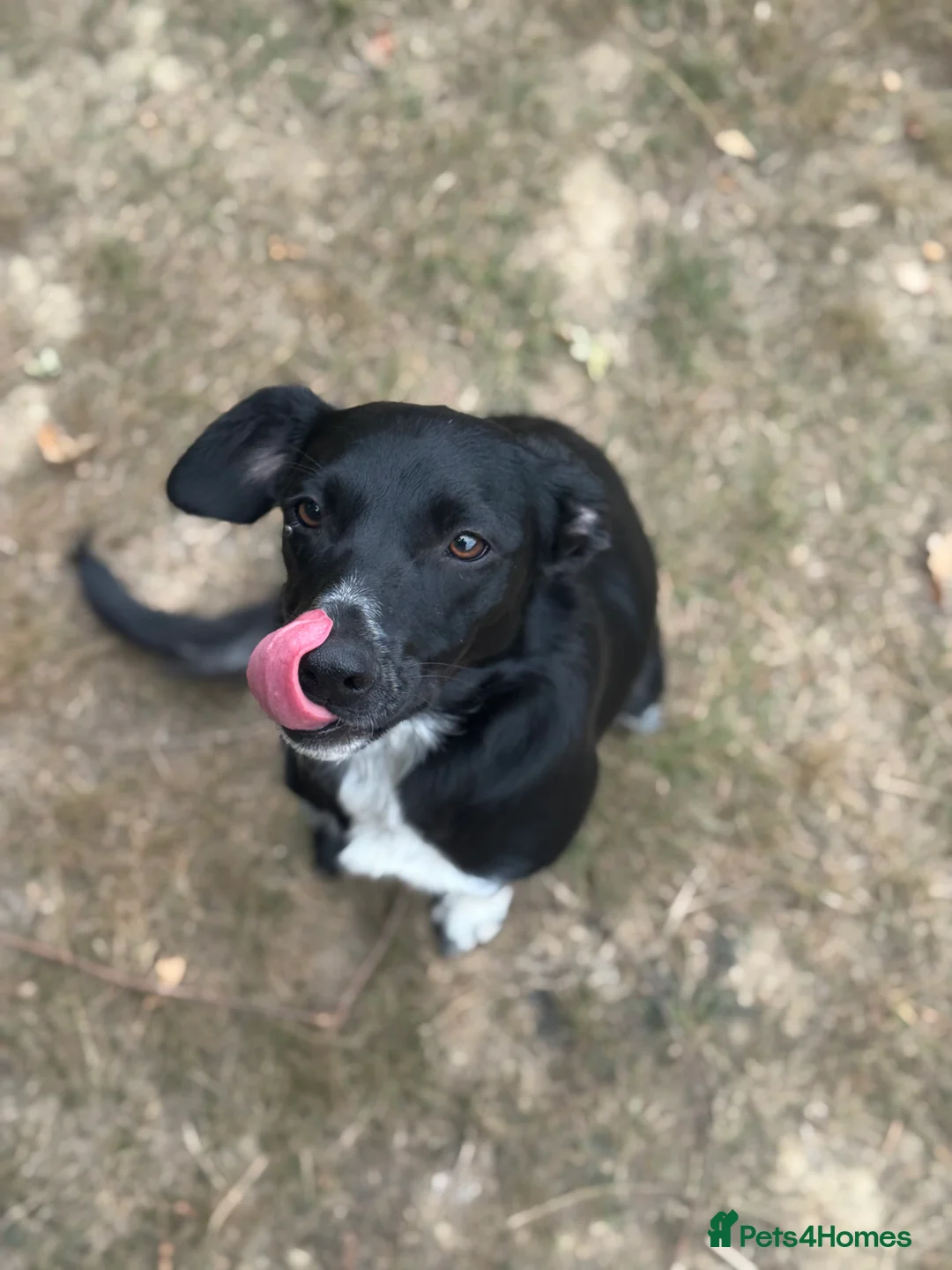 Mixed Breed dogs for sale: Collie x Cocker spaniel  - Advert 11