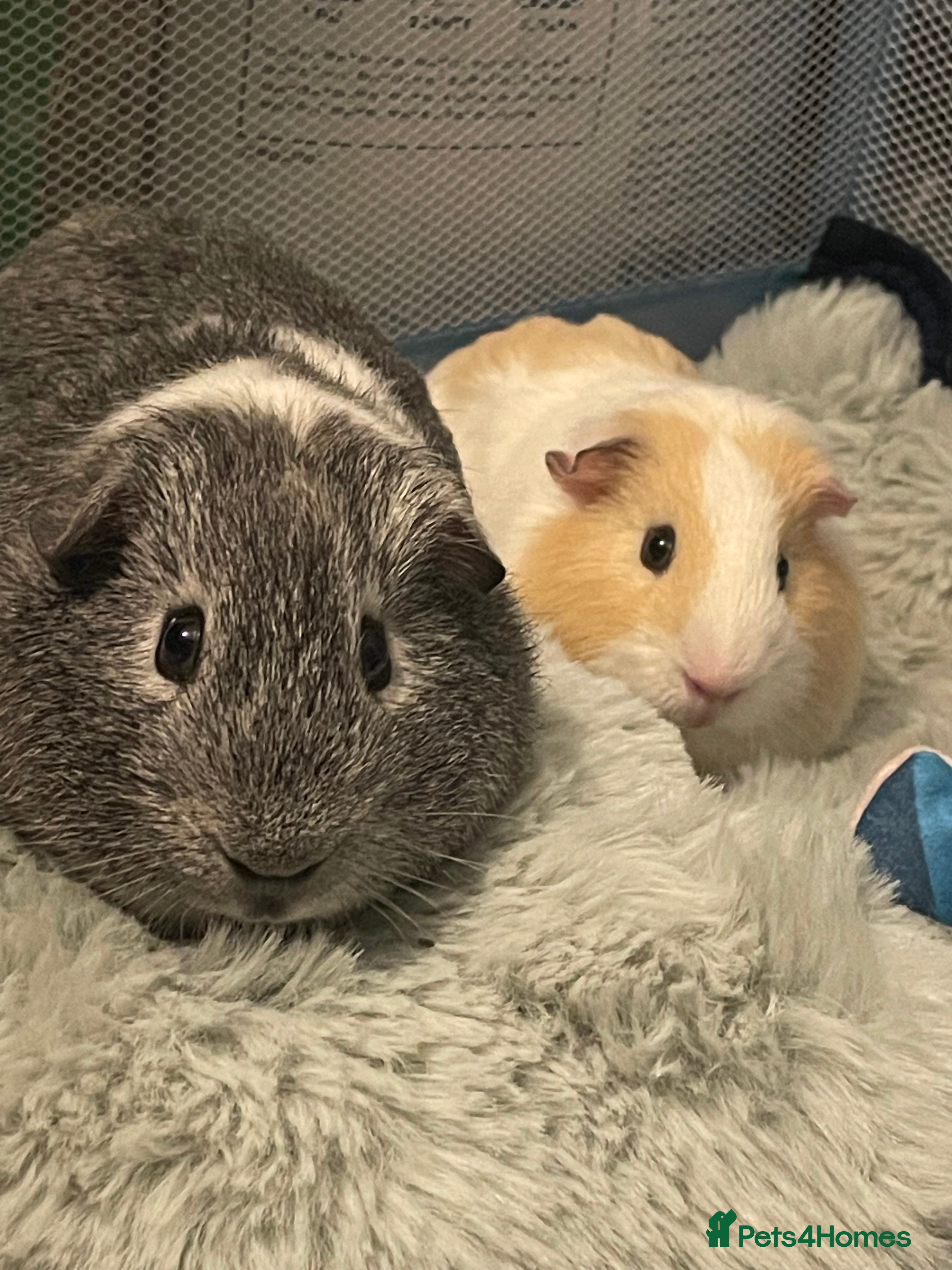 Guinea Pig rodents Guinea pigs for sale  - Advert 19