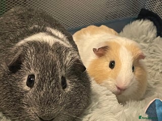 Guinea Pig rodents for sale: Guinea pigs for sale - Advert 1