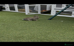 Netherland Dwarf rabbits for sale: Bean - Our Male Netherland Dwarf  - Image 6