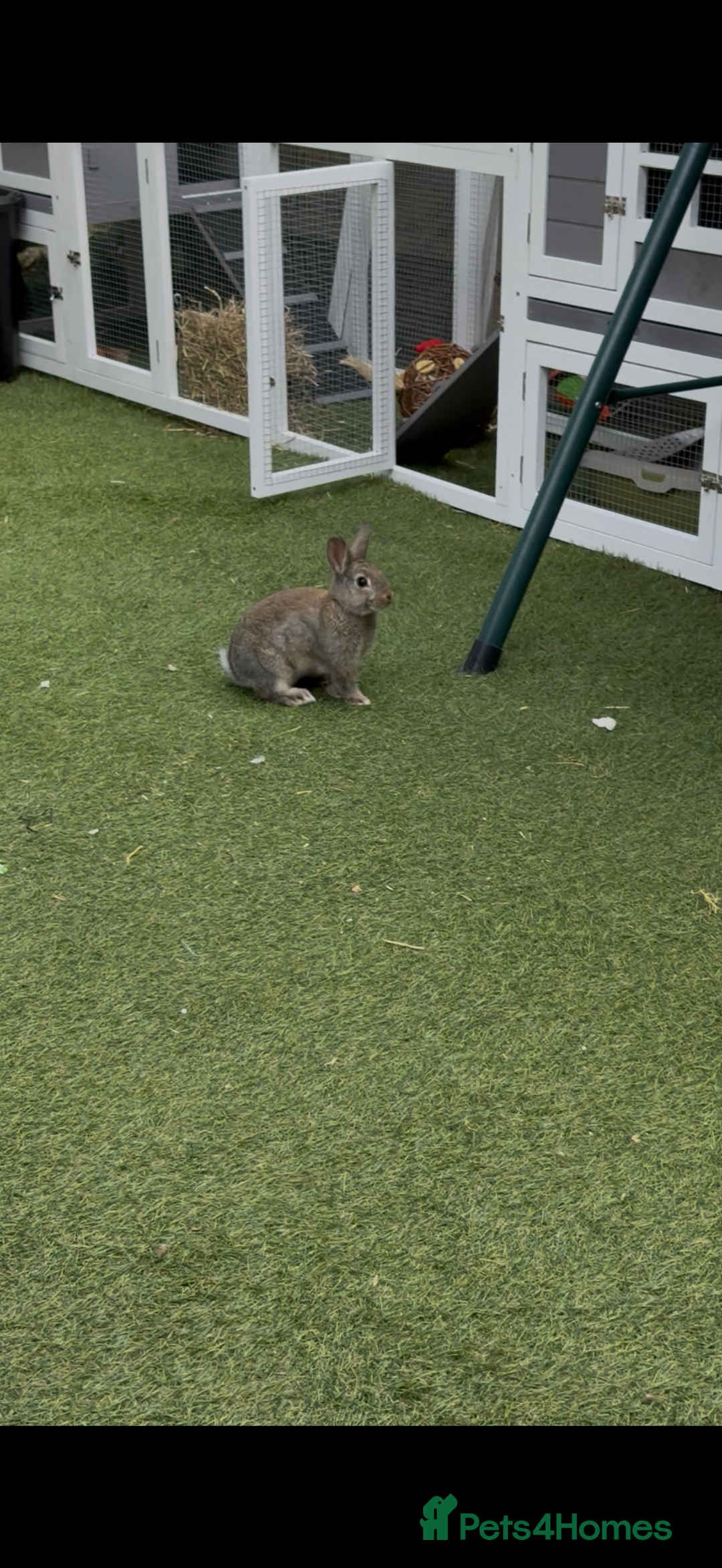 Netherland Dwarf rabbits for sale: Bean - Our Male Netherland Dwarf  - Image 6