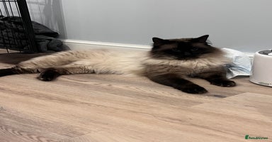 Ragdoll cats - Advert 12