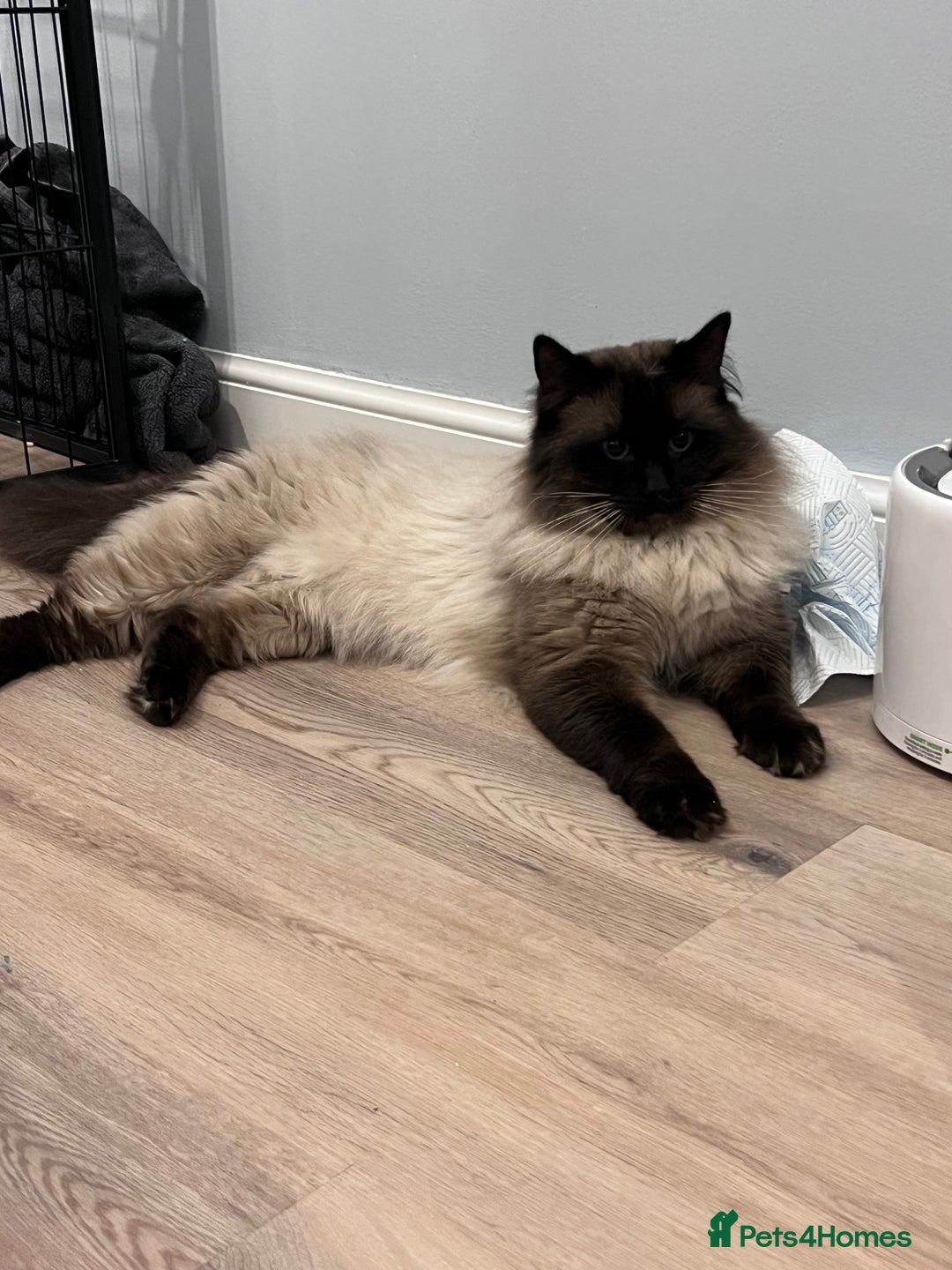 Ragdoll cats for sale: GCCF seal point Ragdoll male 4 yrs old  - Image 2