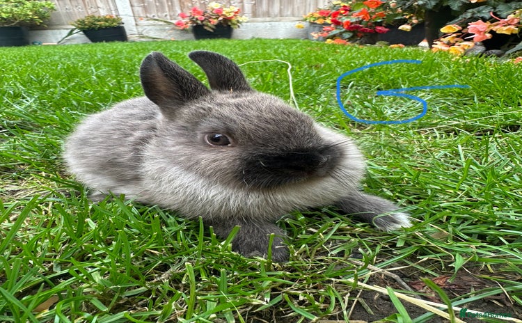 Netherland Dwarf rabbits - Advert 1