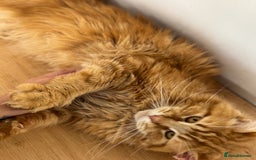 Maine Coon cats for sale: 🐾 TICA Maine Coone Red Tabby Male - Image 4
