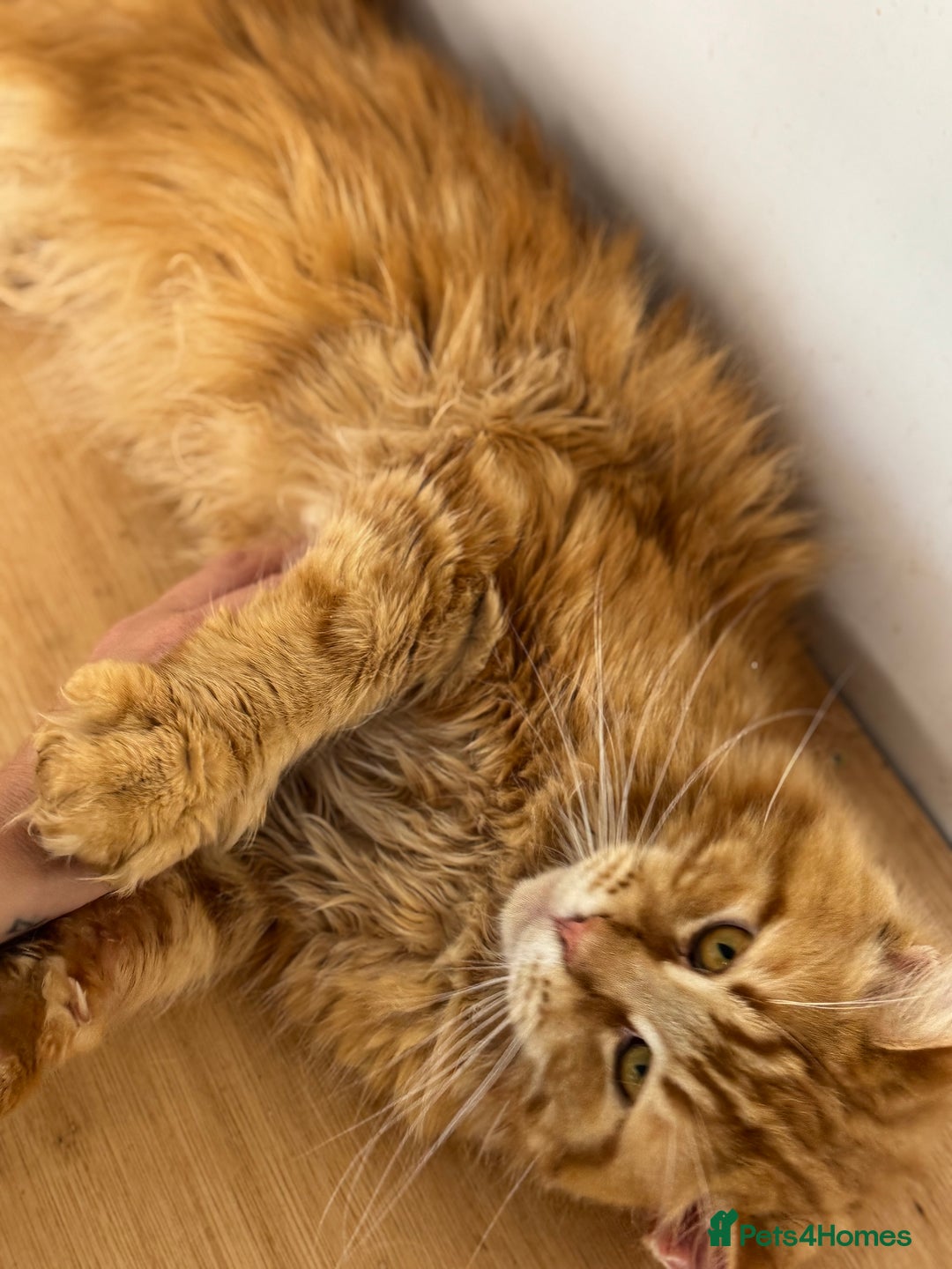 Maine Coon cats for sale: 🐾 TICA Maine Coone Red Tabby Male - Image 4