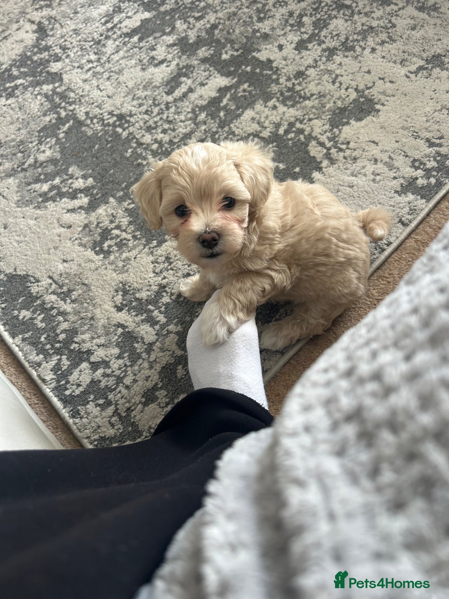 Maltipoo dogs Stunning Korean Maltipoo puppies  - Advert 1