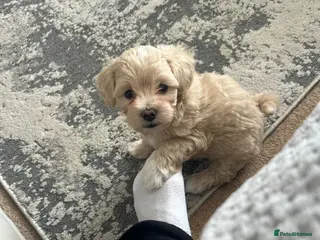 Maltipoo dogs REDUCED Korean Maltipoo puppies - Advert 1