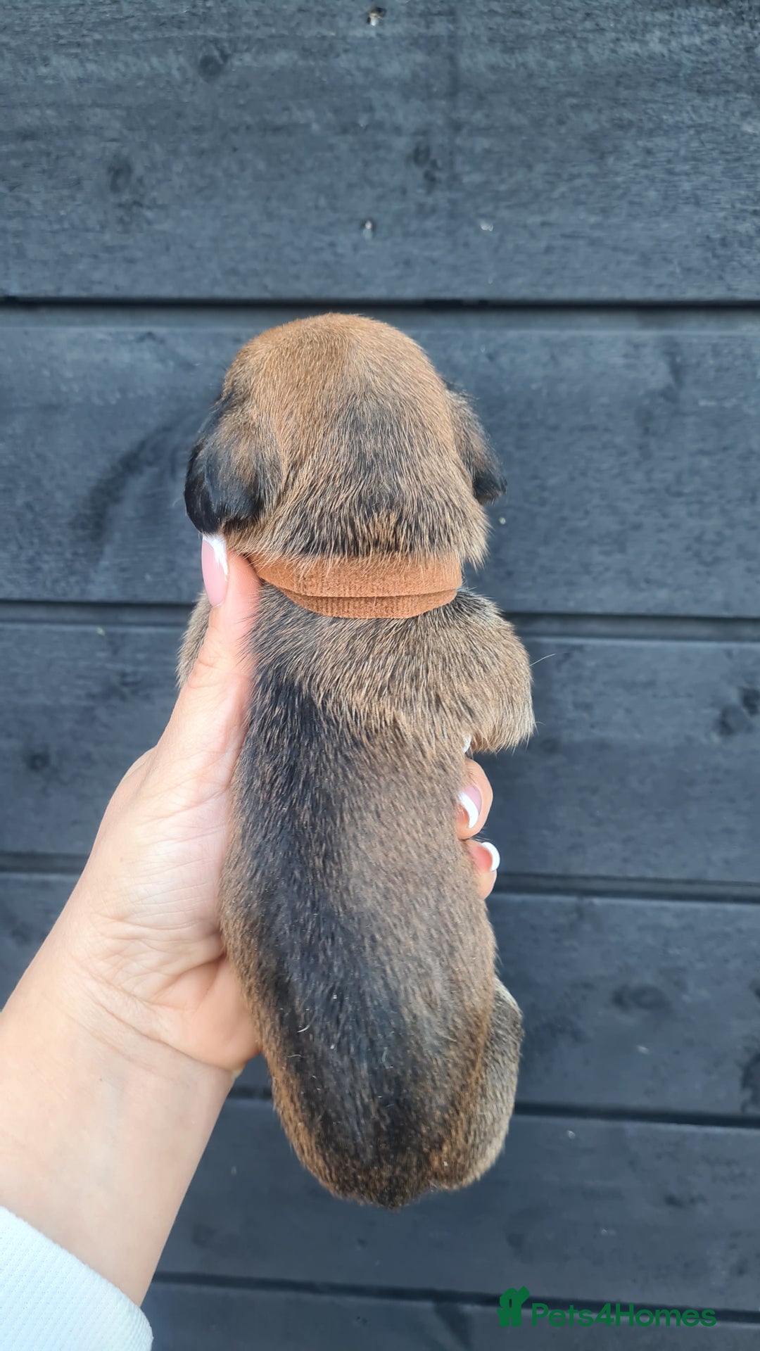 Mixed Breed dogs for sale: Patterjack x daxies pups available  - Advert 16