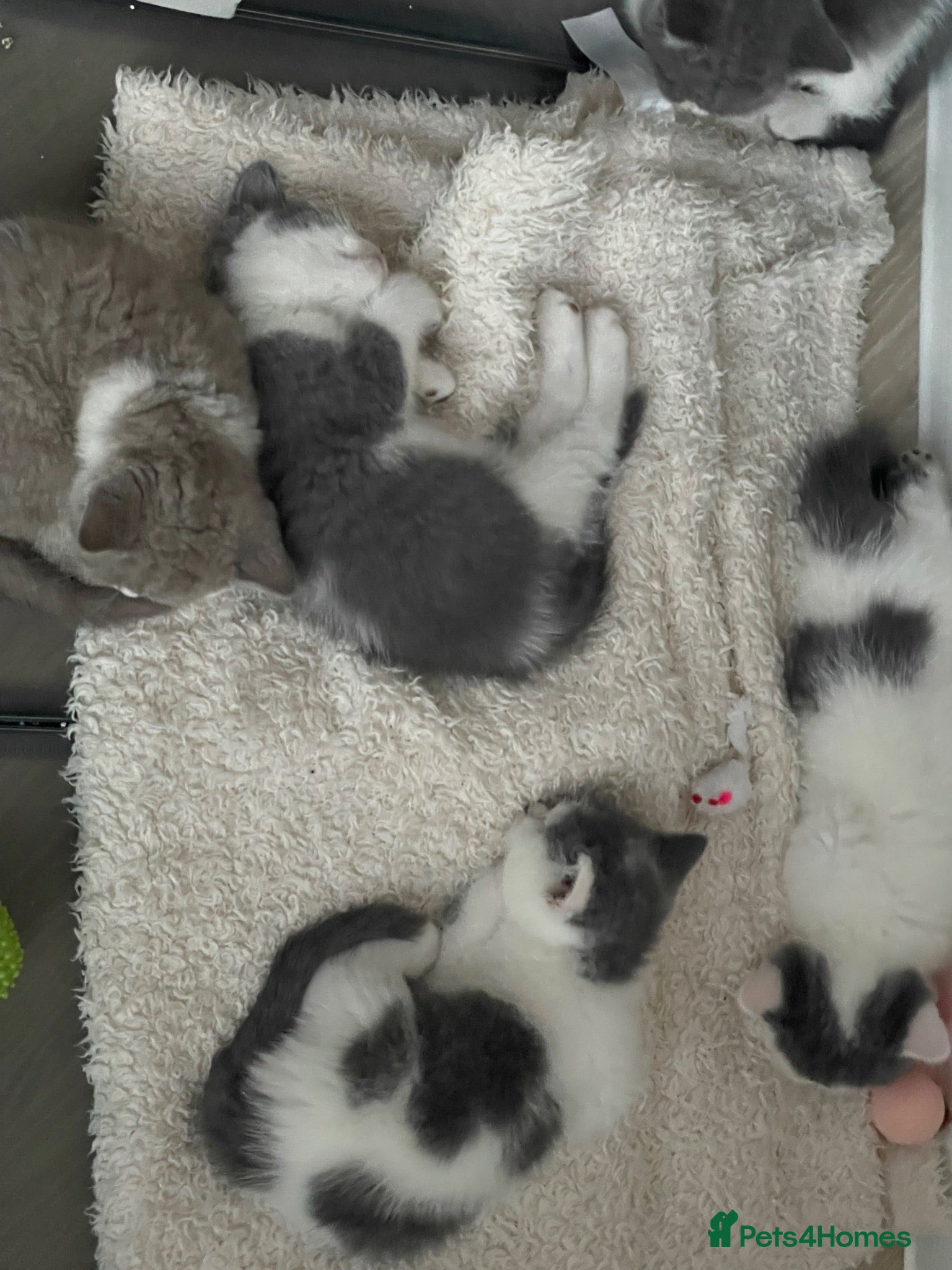 British Shorthair cats British Shorthair GCCF  - Advert 2
