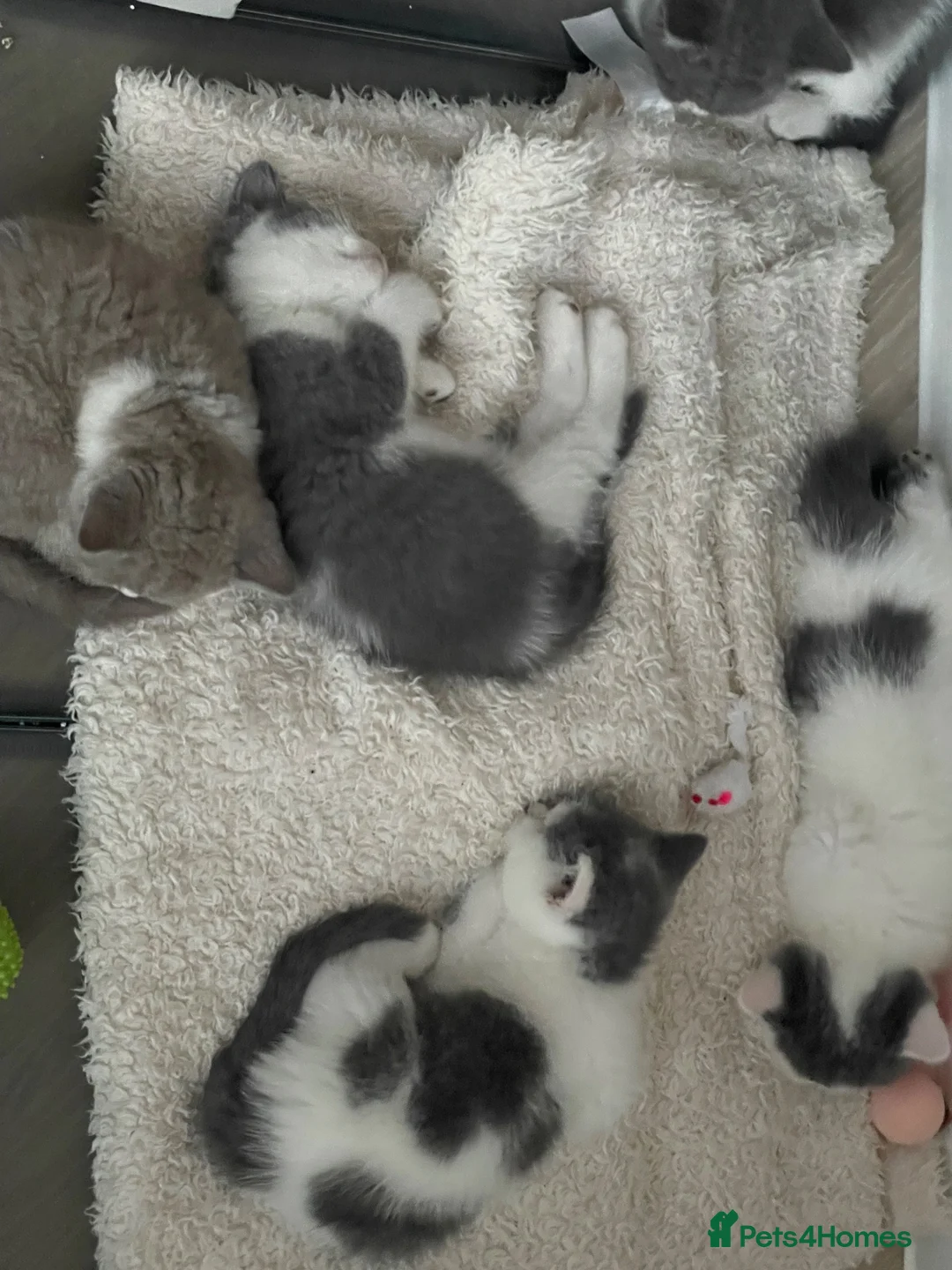 British Shorthair cats for sale: British Shorthair GCCF  - Advert 2