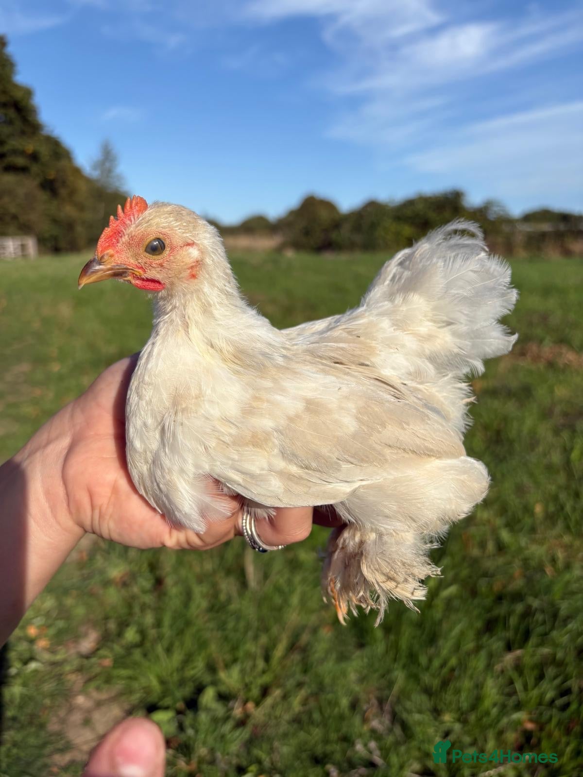 Chickens poultry Mixed lavender pekin chick rooster  - Advert 1