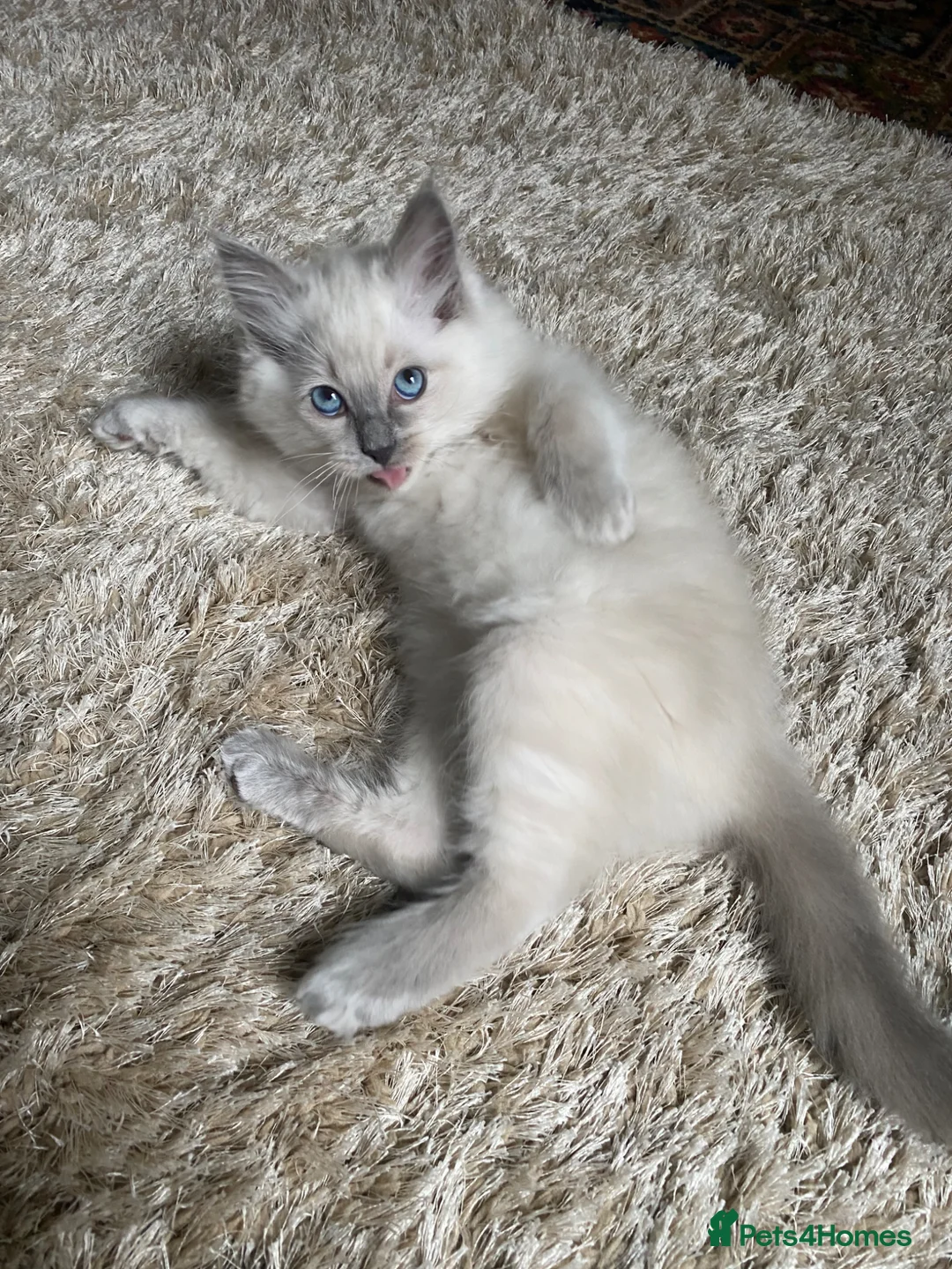 Ragdoll cats for sale: Gccf registered ragdoll kittens  in Bridlington - Advert 2