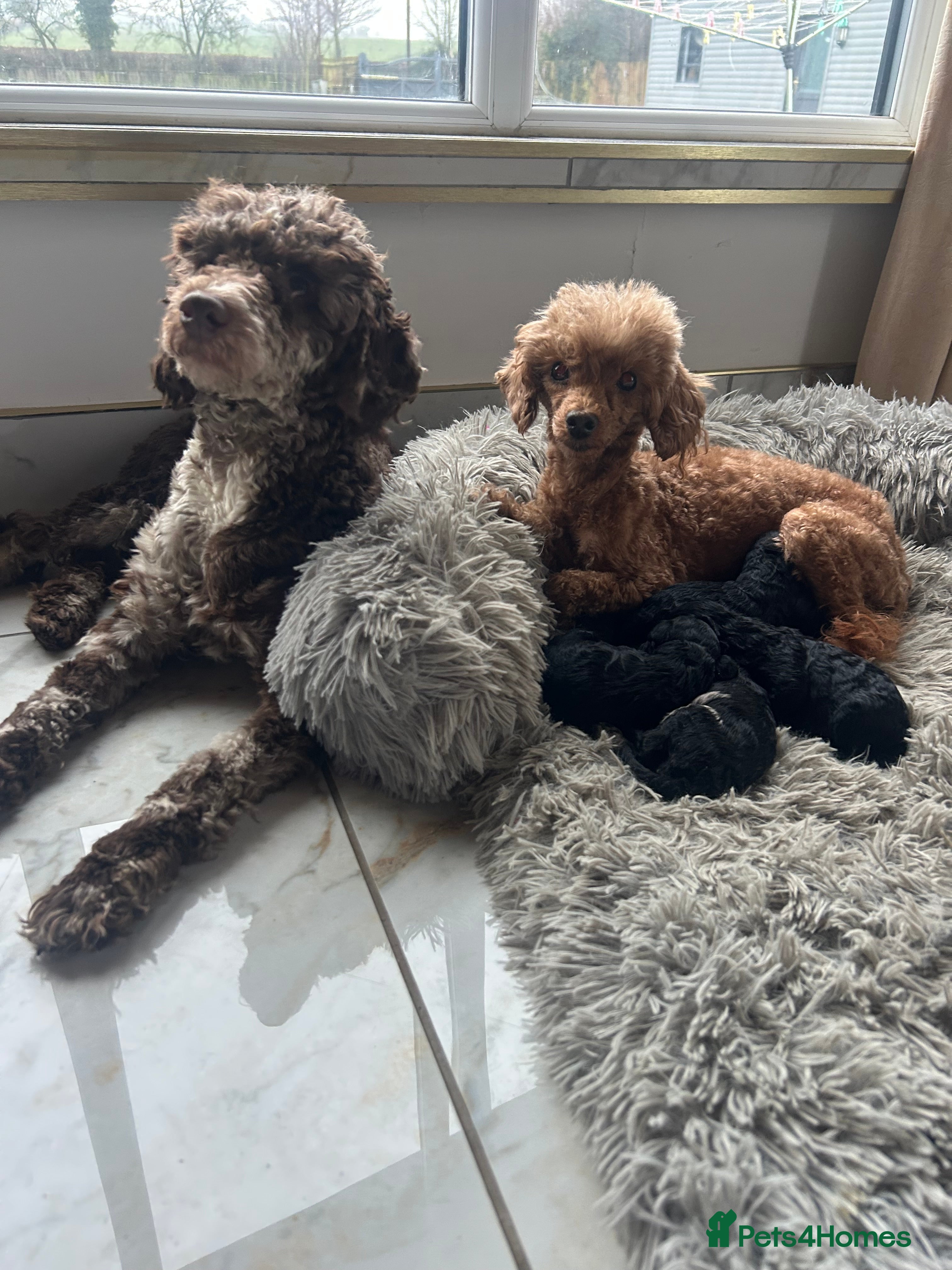 Mixed Breed dogs Poodle puppies - Advert 2