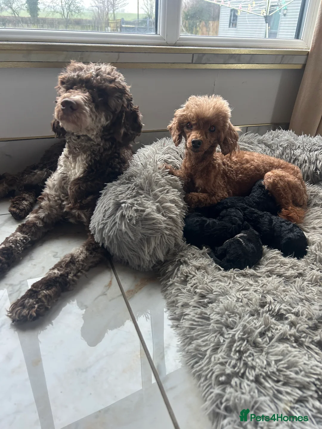 Mixed Breed dogs for sale: Poodle puppies - Advert 1