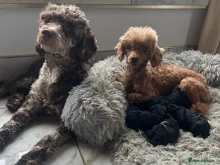 Mixed Breed dogs Poodle puppies - Advert 2