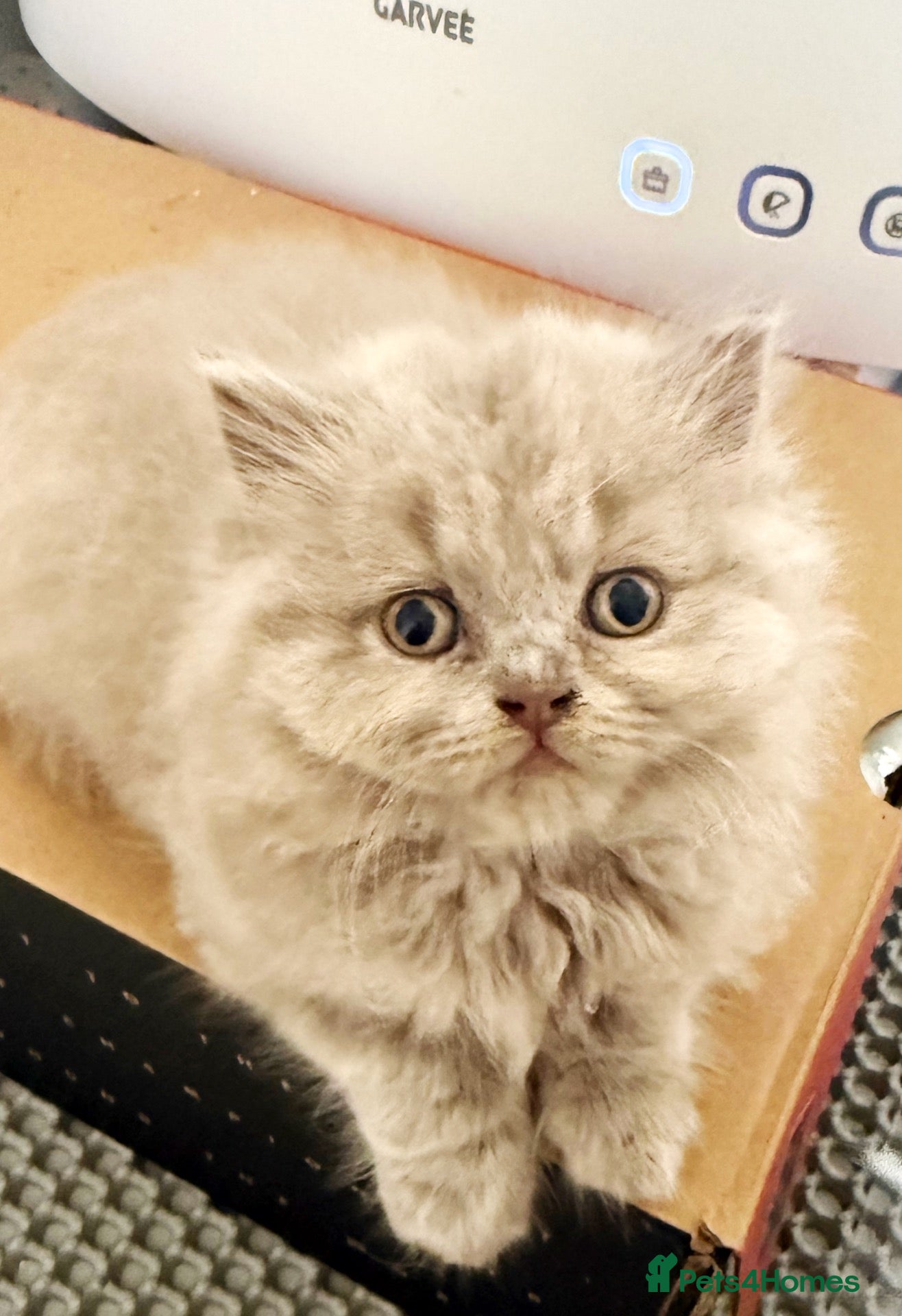 Persian cats Persian cross british short hair kittens  - Advert 6