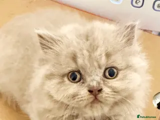 Persian cats Persian cross british short hair kittens - Advert 6