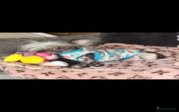 Mixed Breed dogs for sale: Tiny hairless Chinese crested/chihuahua pup  - Image 15