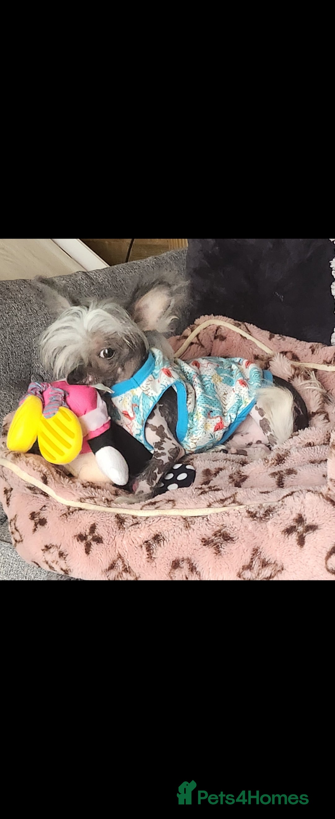 Mixed Breed dogs for sale: Tiny hairless Chinese crested/chihuahua pup  - Image 15