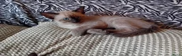 Mixed Breed cats for sale: Ragamise kittens - Advert 4
