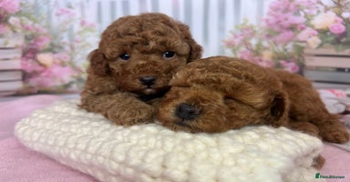 Toy Poodle dogs - Advert 1