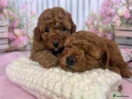 Toy Poodle dogs - Advert 1