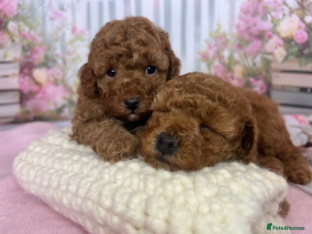 Toy Poodle dogs - Advert 8