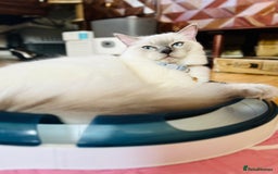 Ragdoll cats for sale: SILKY ADORABLE RAGDOLL KITTEN CHAMPIONLINE - Image 23