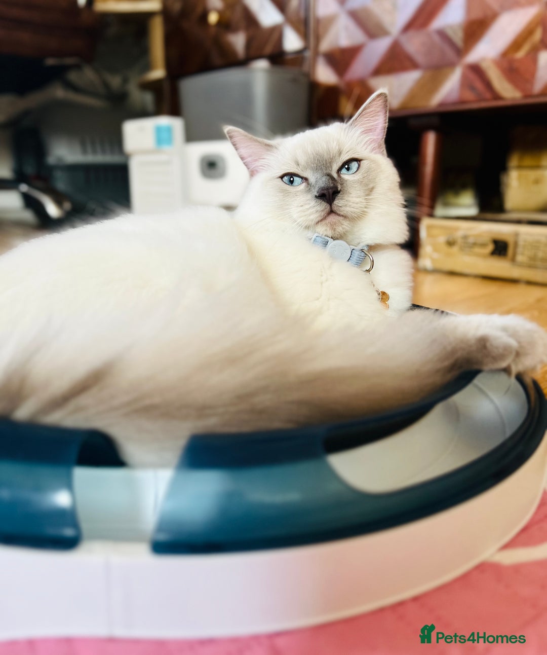 Ragdoll cats for sale: SILKY ADORABLE RAGDOLL KITTEN CHAMPIONLINE - Image 23
