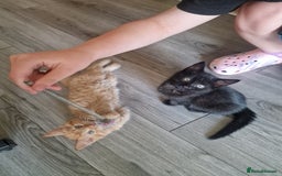Mixed Breed cats for sale: 1 beautiful male kitten last of the litter  - Image 2