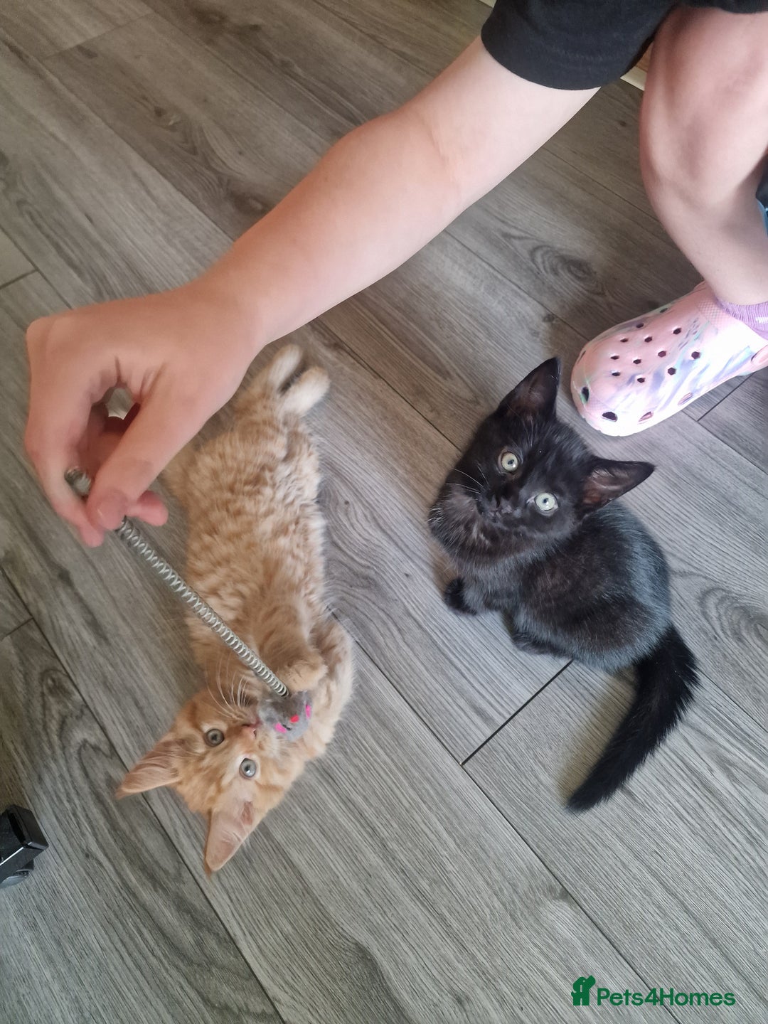 Mixed Breed cats for sale: 1 beautiful male kitten last of the litter  - Image 2