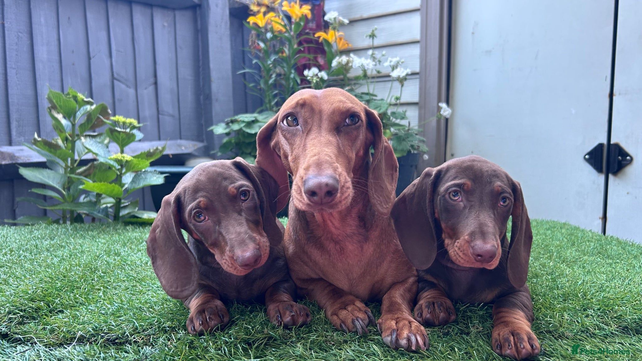 Dachshund dogs for sale: Only ONE Girl left Standard dachshund - Advert 29
